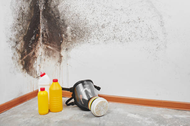 Best Residential Mold Remediation in Plymouth, WI
