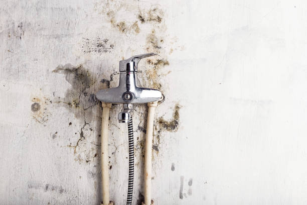 Best Residential Mold Remediation in Plymouth, WI