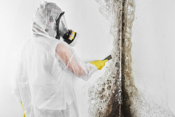 Best Black Mold Remediation in Plymouth, WI