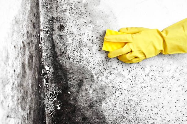 Best Post-Flood Mold Remediation in Plymouth, WI