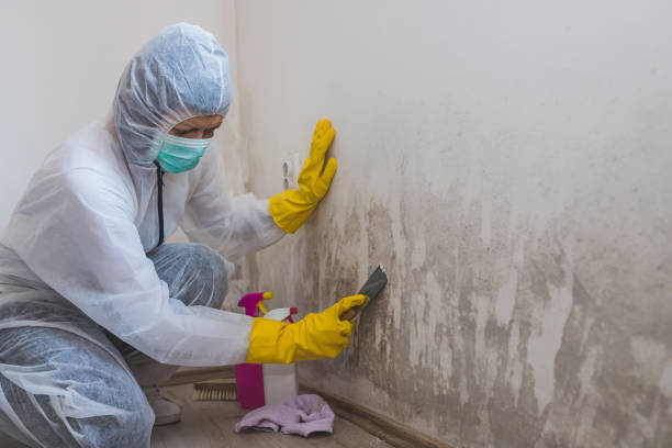 Best HVAC Mold Remediation in Plymouth, WI