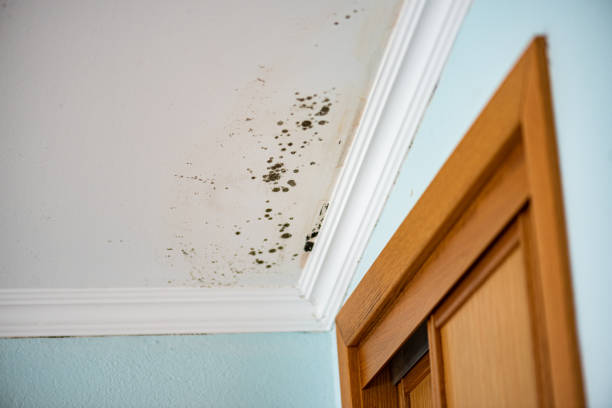 Plymouth, WI Mold Remediation Company