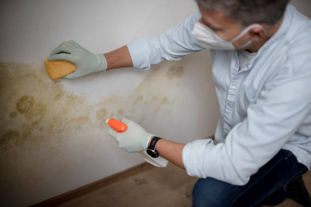 Best Mold Testing and Inspection Services in Plymouth, WI