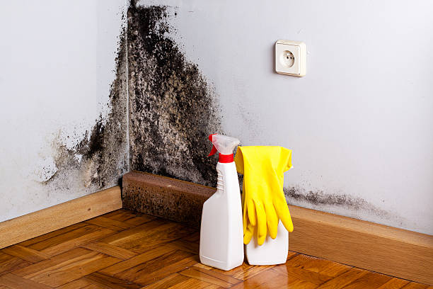 Best Commercial Mold Remediation in Plymouth, WI