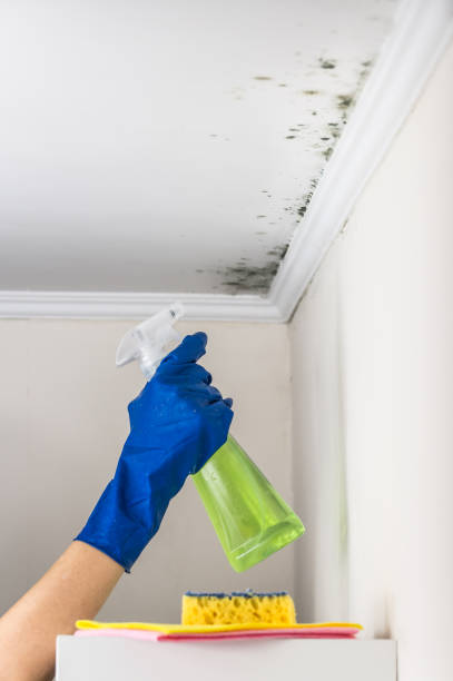 Best White Mold Remediation in Plymouth, WI